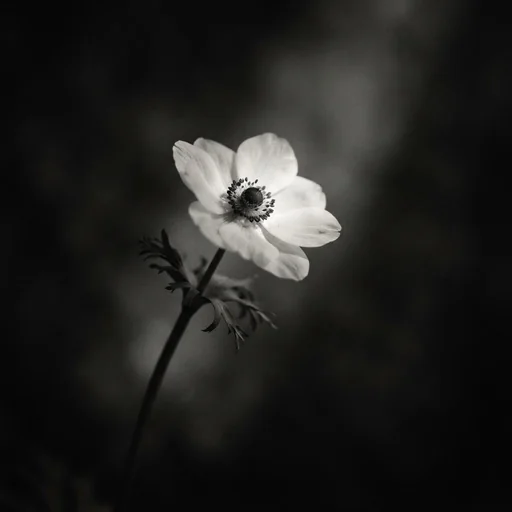 Compassionate attention